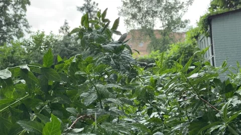 Lush Green Shrub Branches with Rain Drops in Urban Garden During Storm Stock Footage 336451319
