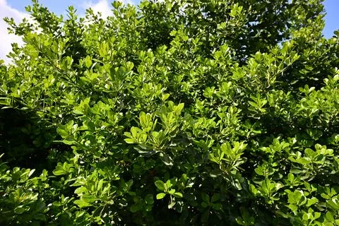 Lush Green Shrub Stock Photos
