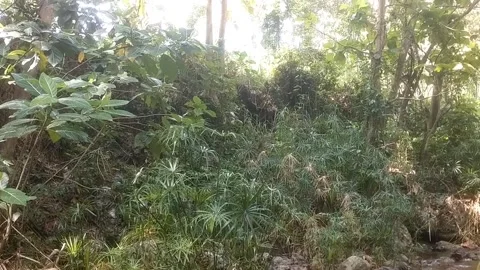 Lush Green Shrubs on the Forest Edge Stock Footage 334590285