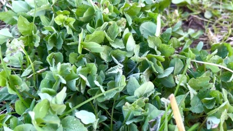 Lush green soil, covered with dewdrops and frost on the leaves, fills the frame Stock Footage 336311478