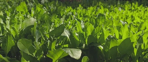 Lush Green Spinach Plants Basking in Sunlight Stock Footage 301064587
