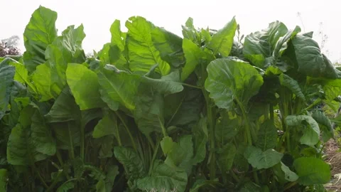 Lush green spinach thriving Stock Footage 333414829