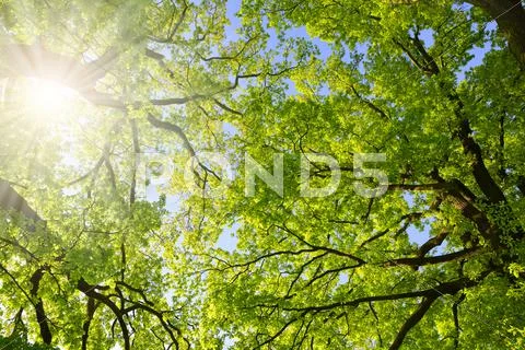 Lush green spring branches of oak tree with sunlight. Stock Photos
