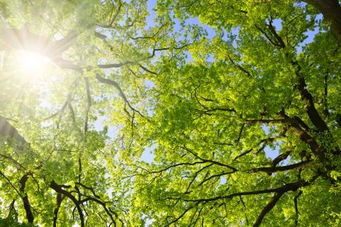 Lush green spring branches of oak tree with sunlight. Stock Photos