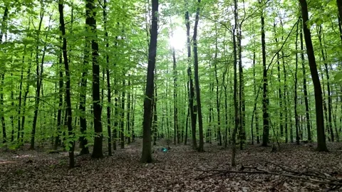 Lush green spring forest with tall trees and vibrant foliage, creating a se.. Stock Footage 307497612