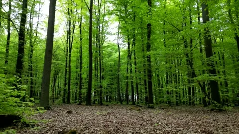 Lush green spring forest with tall trees and vibrant foliage, creating a se.. Stock-Footage 307497690