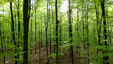 Lush green spring forest with tall trees and vibrant foliage, creating a se.. Stock Footage 307497784