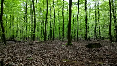 Lush green spring forest with tall trees and vibrant foliage, creating a se.. Video stock 307497869