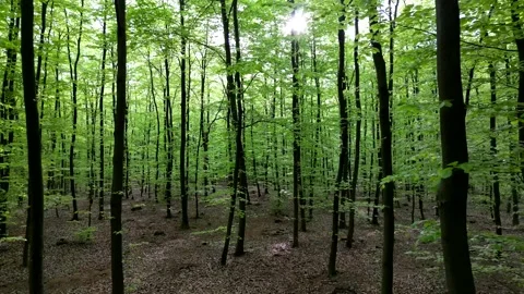 Lush green spring forest with tall trees and vibrant foliage, creating a se.. Stock Footage 307497891