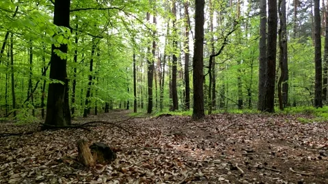 Lush green spring forest with tall trees and vibrant foliage, creating a se.. Stock Footage 307497928