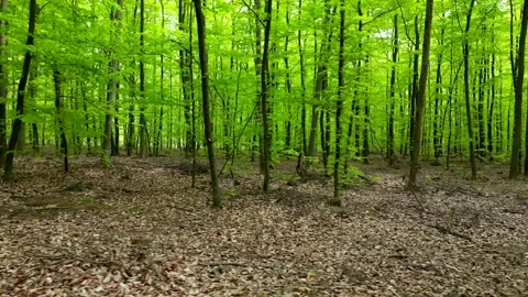 Lush green spring forest with tall trees and vibrant foliage, creating a se.. Stock Footage 307497960