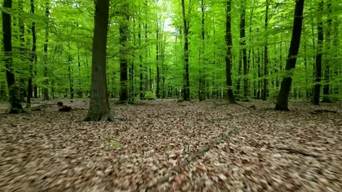 Lush green spring forest with tall trees and vibrant foliage, creating a se.. Stock-Footage 307498027