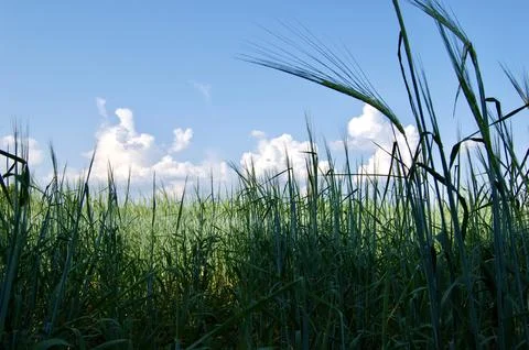 Lush Green Spring Foto stock