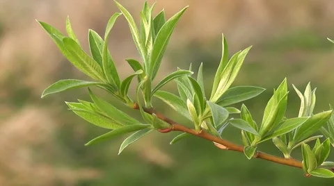 Lush Green Spring Willow Leaves Foliage Bursting New Life in Spring Woodland Stock-Footage 50324399