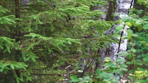 Lush Green Spruce Forest Branches in Southern Urals, Russia Stock Footage 325351491