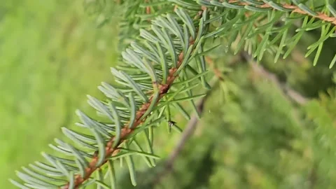 Lush Green Spruce Tree Needles: Nature's Evergreen Stock Footage 287664626