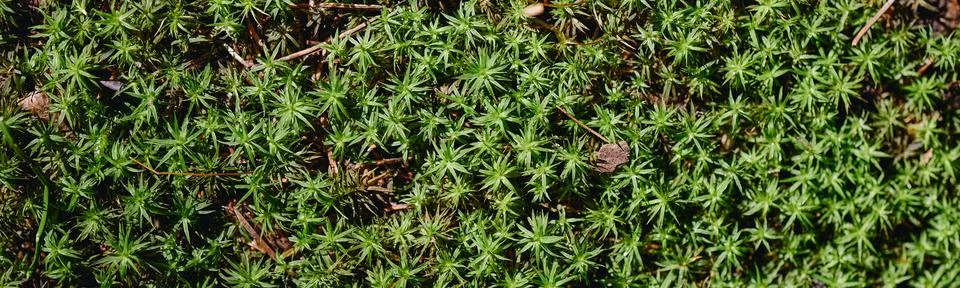 Lush Green Star Moss Pattern Growing on Forest Floor Stock Photos