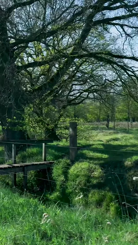 Lush Green Stream Flowing Under Wooden Bridge Vidéo 335476405