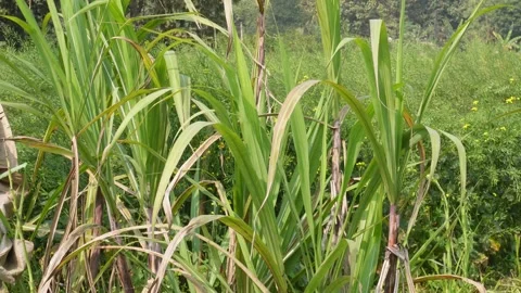 Lush Green Sugarcane Fields 库存影片 332585699