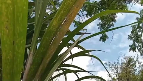 Lush green sugarcane under the light of the morning sky. 库存影片 333946614