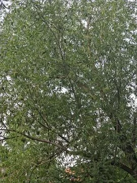 Lush green summer tree canopy Stock-Fotos