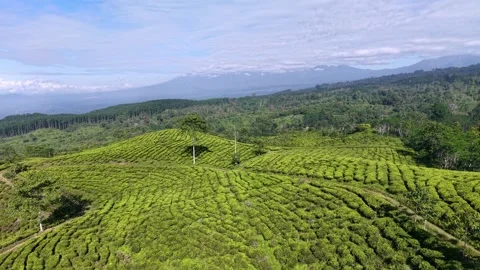 Lush green tea fields stretch across rolling hills Vídeos de archivo 346254067