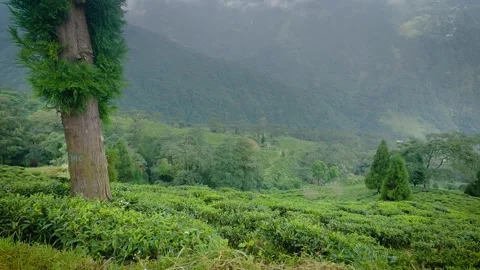 Lush green tea gardens on slopes of hills. Stock-Footage 305531404