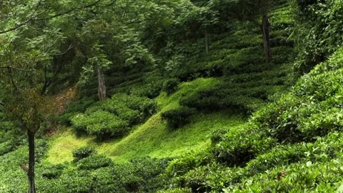 Lush green tea plantation with rolling hills and dense forest vegetation Vidéo 337927361