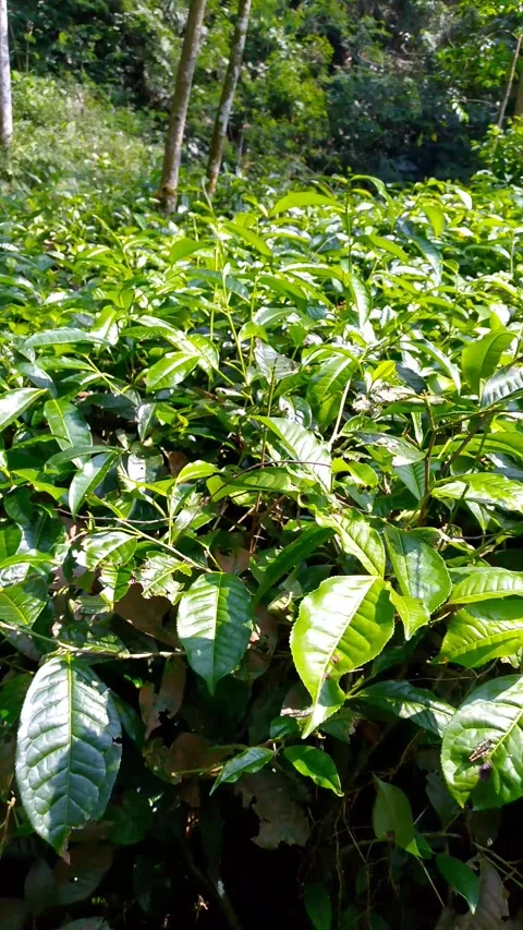 Lush Green Tea Plantation Rows in Central Java Indonesia 4K Vídeos de archivo 341859983