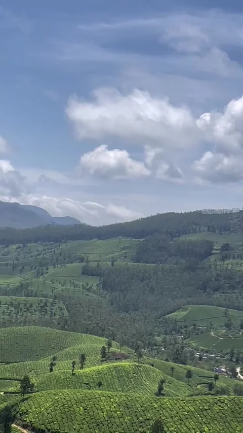 Lush Green Tea Plantations on Rolling Hills Stock Footage 340563957