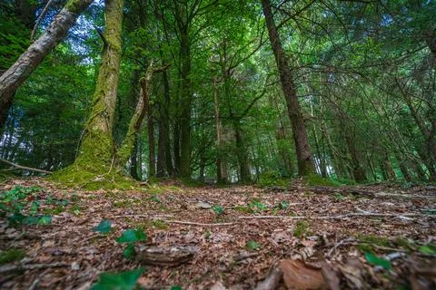 Lush green temperate forest floor covered in fallen leaves and mossy trees Fotos de archivo