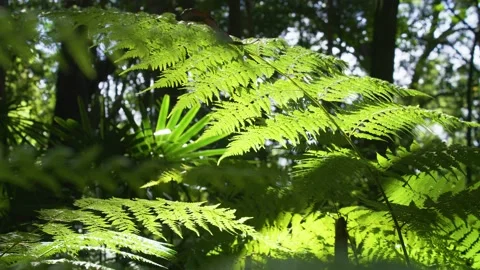 Lush green temperate rain forests foliage natural wilderness Australia Stock Footage 237652685