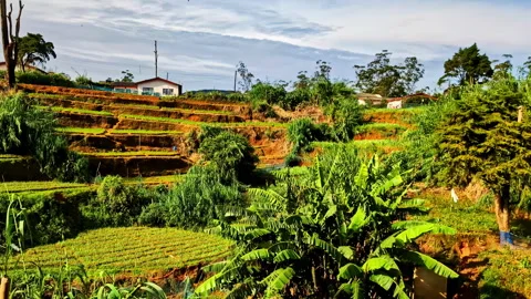 Lush green terraced fields on Ella to Kandy train route Sri Lanka Stock-Footage 330924911