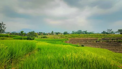 Lush Green Terraced Fields Under Overcast Skies Foto stock