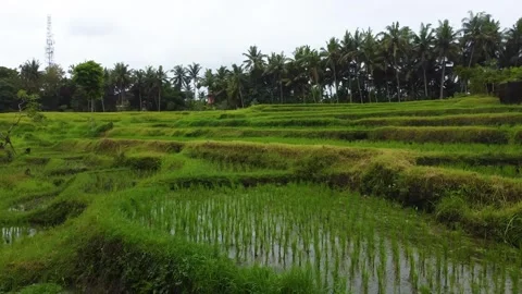 Lush green terraced rice fields in bali indonesia 库存影片 336648204