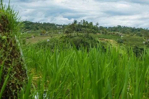Lush Green Terraced Rice Fields Under a Cloudy Sky Stock-Fotos