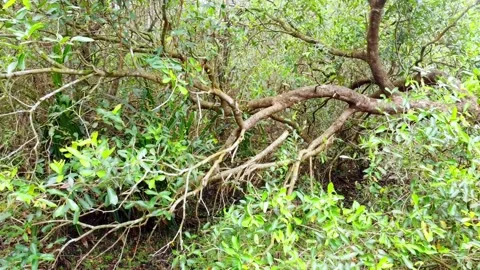 Lush green thicket featuring dense, sprawling tree branches and vibrant foliage 스톡 동영상 331052983