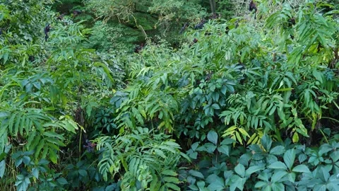 Lush green thickets 動画素材 317572410