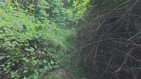 Lush Green Trail in Dense Forest Video stock 303501727