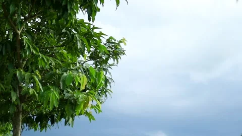 Lush green tree against cloudy sky with copy space before rain Vídeos de archivo 339759851