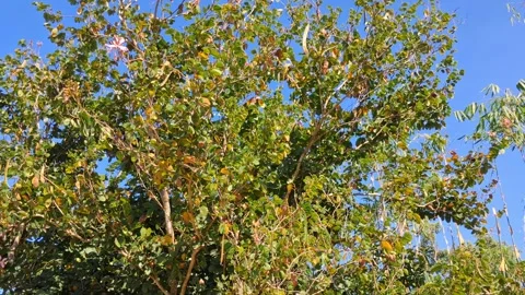 Lush Green Tree with Blue Sky in Background Vídeo Stock 331657941