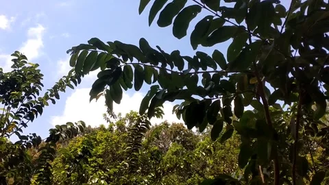 Lush Green Tree Branch and Bright Sky Stock-Footage 341262668