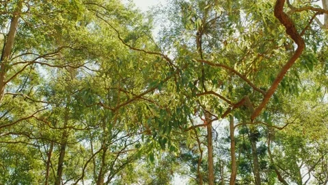 A lush green tree branch in a forest park Stock Footage 152680874