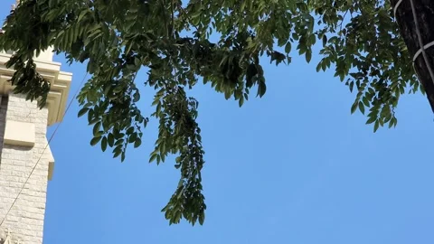 Lush Green Tree Branches Against a Clear Blue Sky Stock Footage 293225302