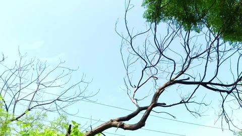 Lush Green Tree Branches Against Sky Видео 343910022