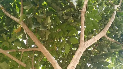 Lush Green Tree Branches Covered In Dense Foliage Stock Footage 339377334