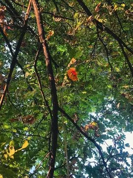 Lush Green Tree Branches Creating a Vibrant Natural Canopy Stock-Fotos