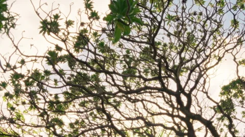Lush Green Tree Branches Extend Gracefully Against a Beautifully Soft Sky Above 動画素材 313838976