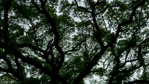 Lush green tree branches forming intricate patterns against a bright sky ba.. Video stock 339296376