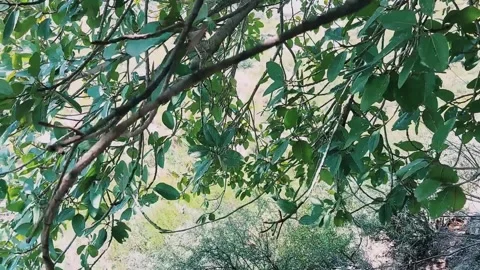 Lush Green Tree Branches Overlooking A Sunlit Mountainous Valley Landscape Stock Footage 333611717